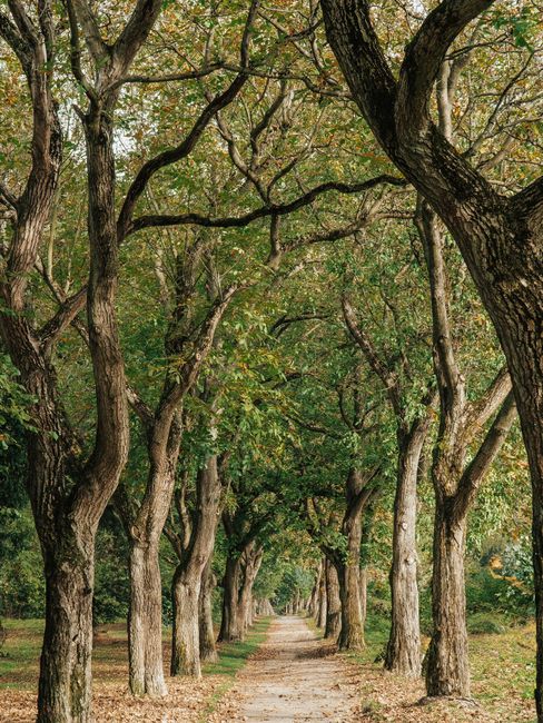 A tranquil pathway bordered by tall trees creating a natural, serene tunnel effect.
