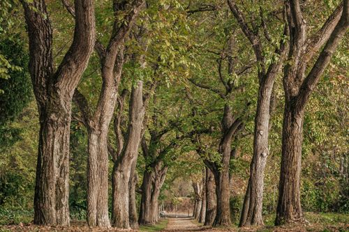 Free Beautiful rural pathway lined with tall trees, perfect for a peaceful walk in nature during fall. Stock Photo