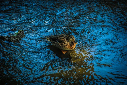 Immagine gratuita di acqua, natura