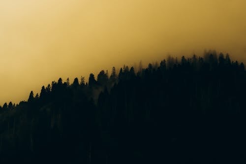 Silhouette of Coniferous Forest During Sunset 