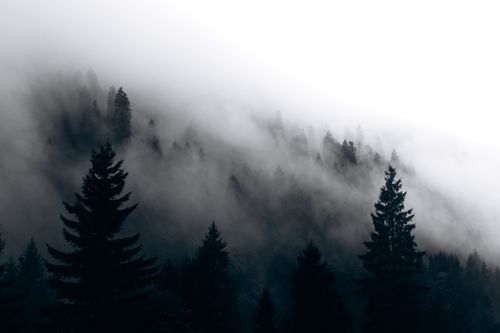 Free Serene mist-covered evergreens in the mountains of Rize, Turkey. Stock Photo