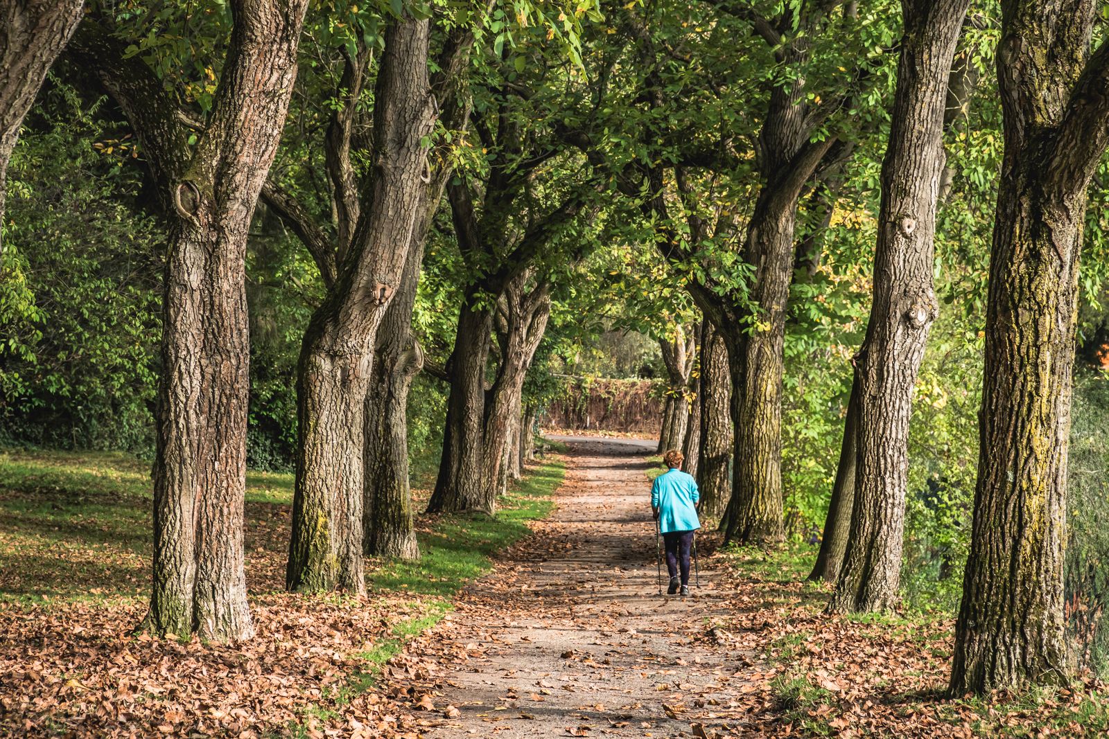 Woman walking beneath mature trees on a quiet park path