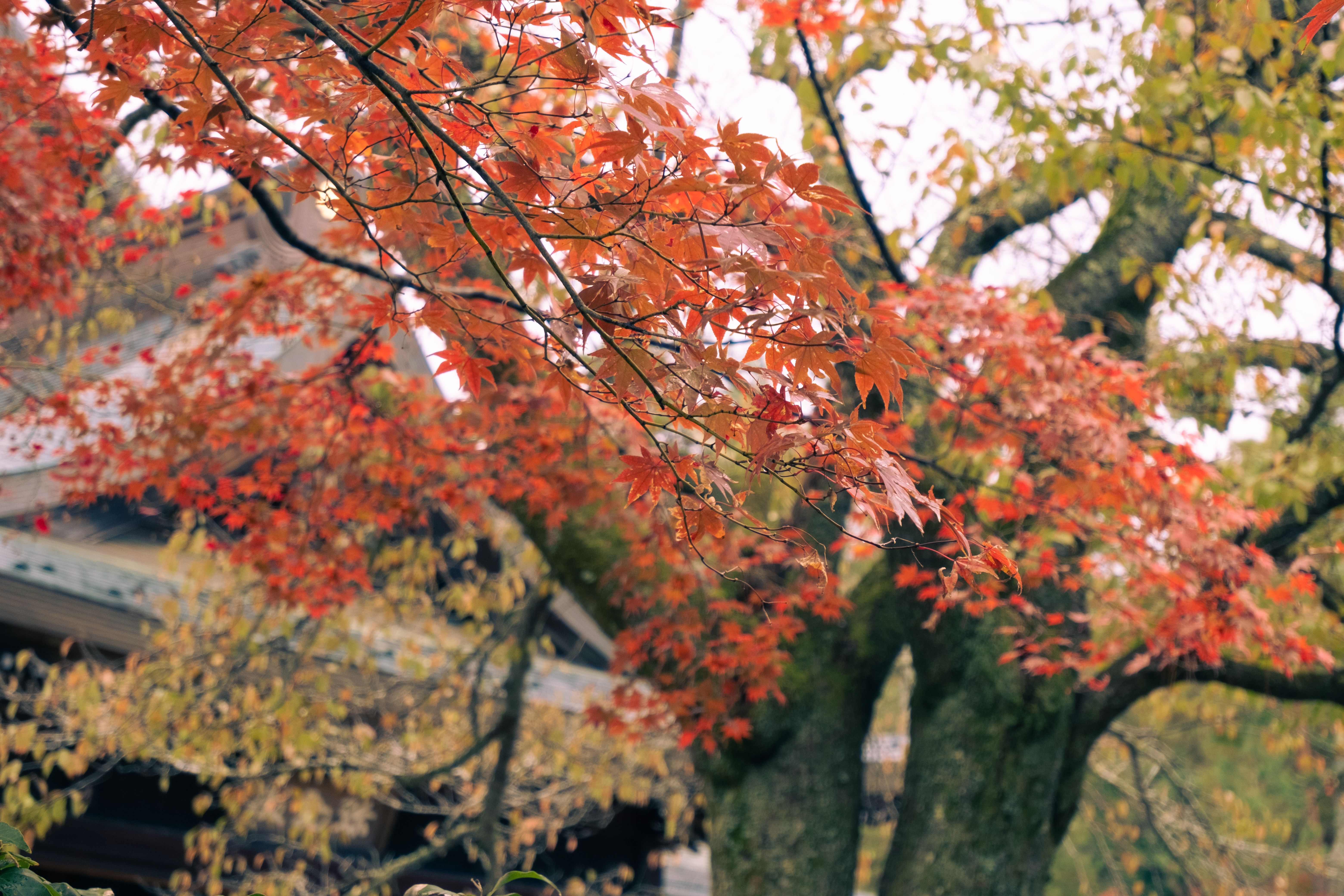日本の紅葉に囲まれたキャンプ場の景観