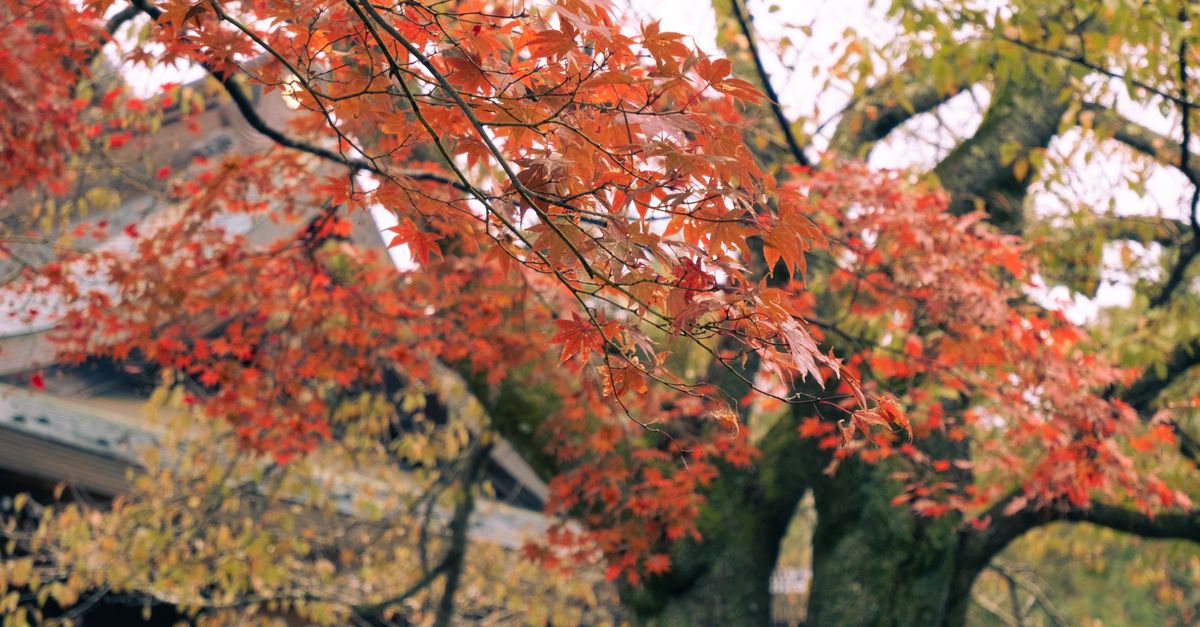 Beautiful autumn foliage in Ayabe, Japan, showcasing vibrant red and orange leaves.