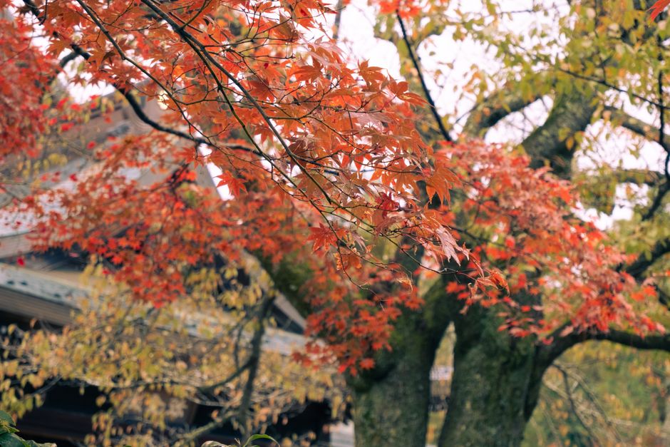 日本の紅葉に囲まれたキャンプ場の景観