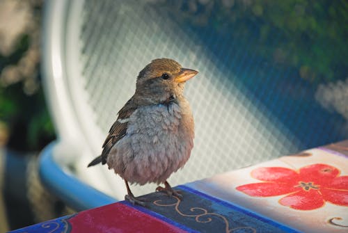 Sparrow on Table