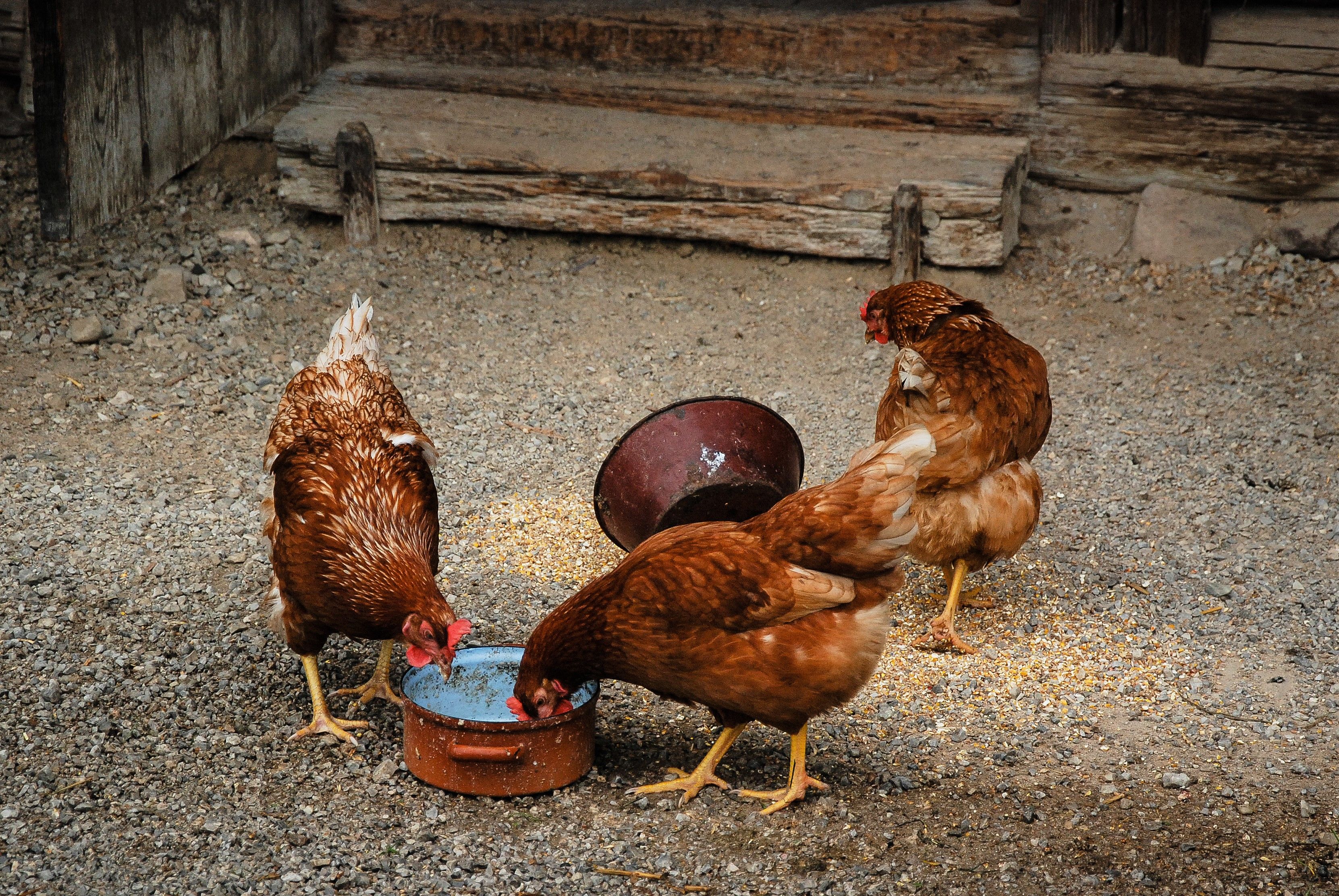 Three brown hens pecking feed in a rustic farm setting, showcasing natural poultry behavior.