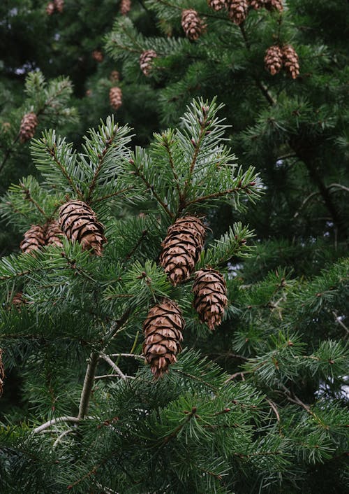 Foto d'estoc gratuïta de acícules, arbre, arbre de Nadal