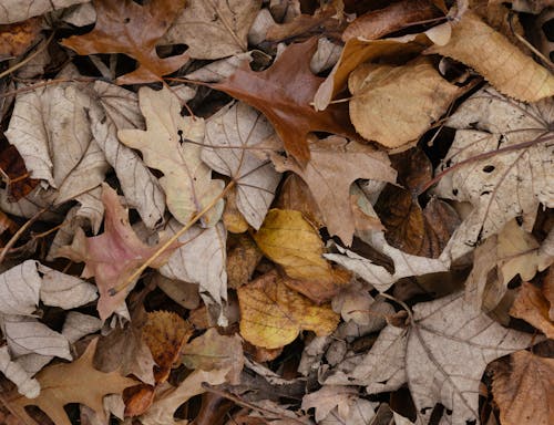 Ingyenes stockfotó esés, közelkép, lehullott levelek témában