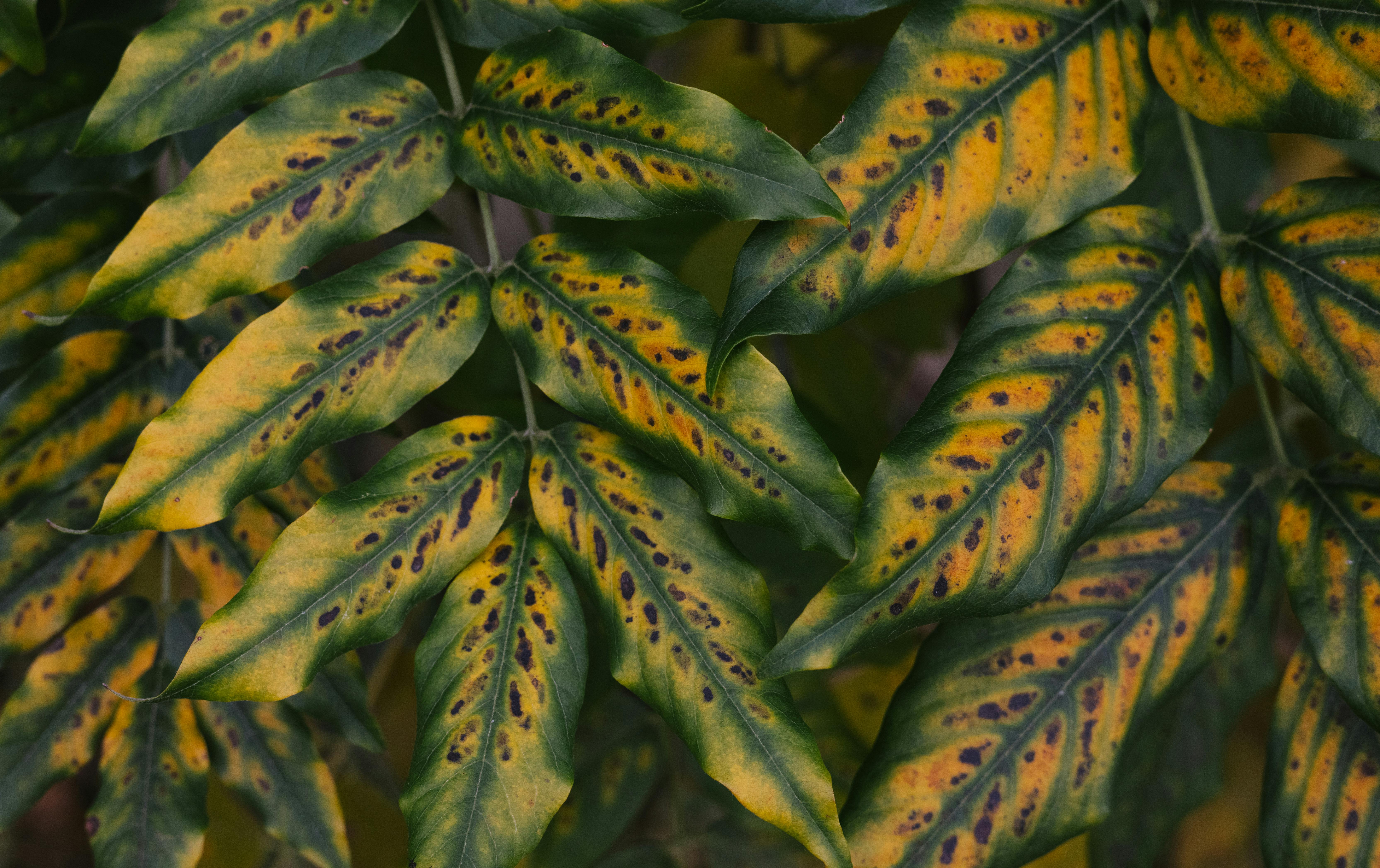 Interveinal chlorosis on basil leaves showing magnesium deficiency - hydroponic basil nutrient solution
