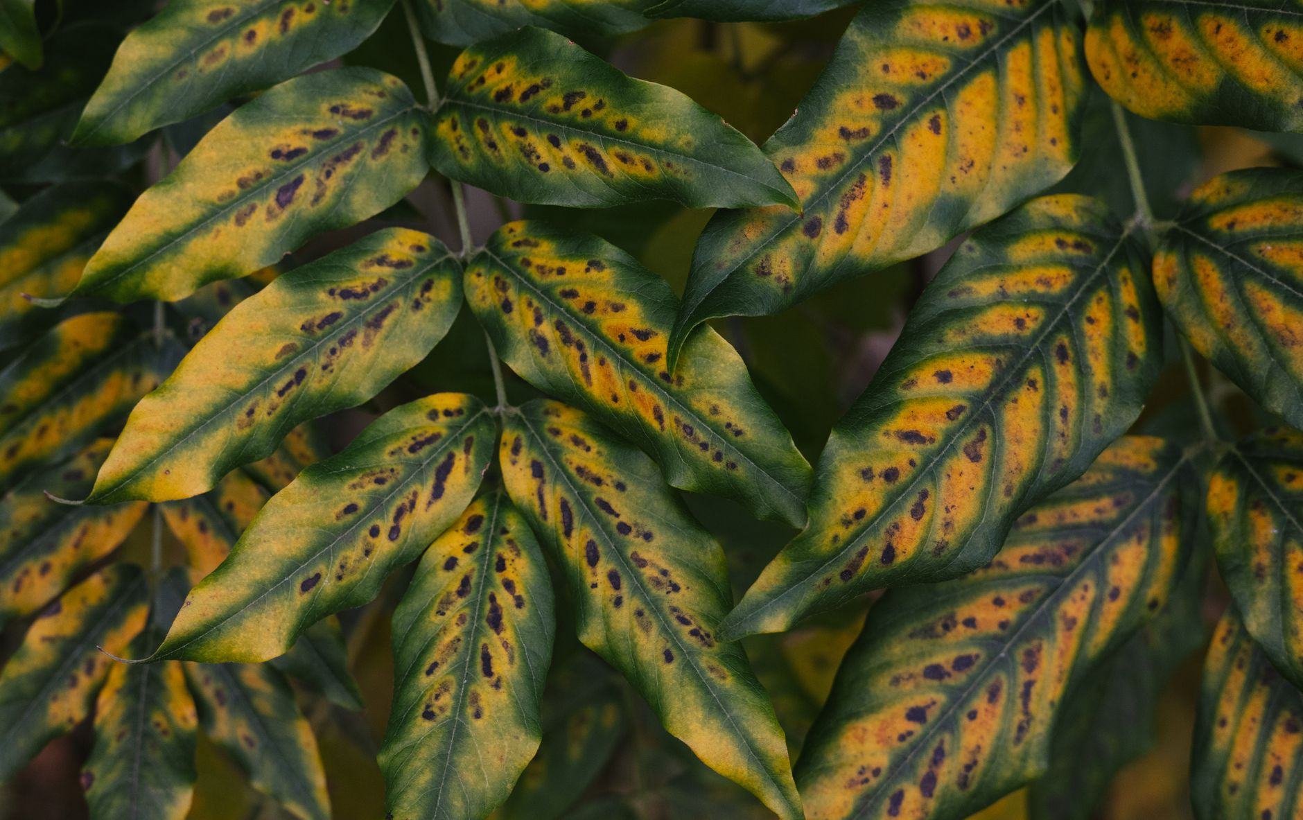hydrangea interveinal chlorosis close up