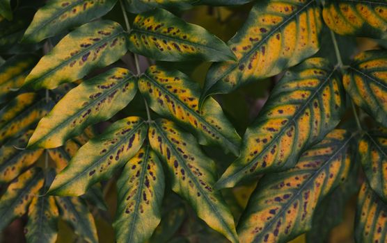 Close-up of Colorful Plant Leaves 