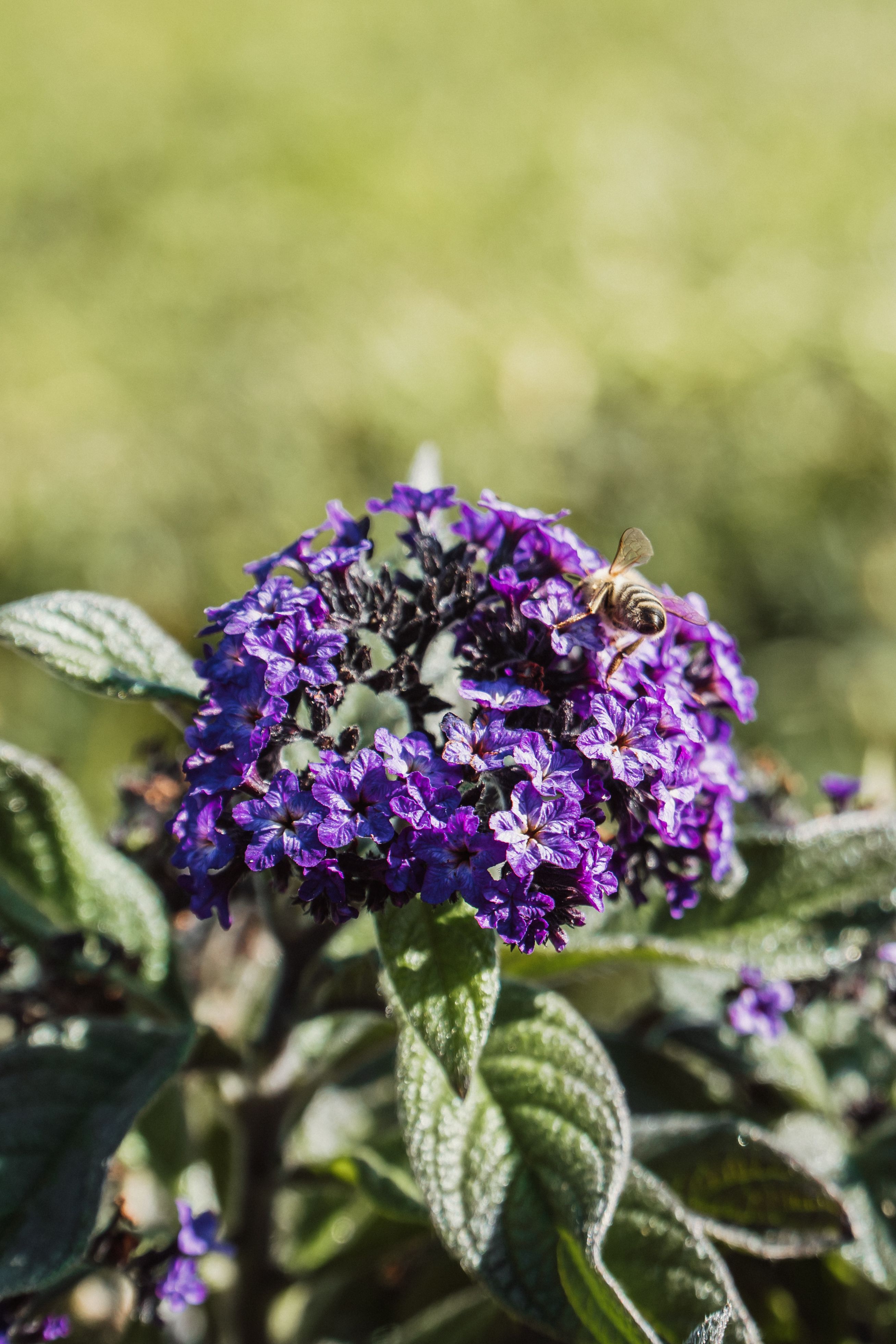 A bee pollinating vibrant purple flowers, showcasing nature's beauty and ecosystem balance.