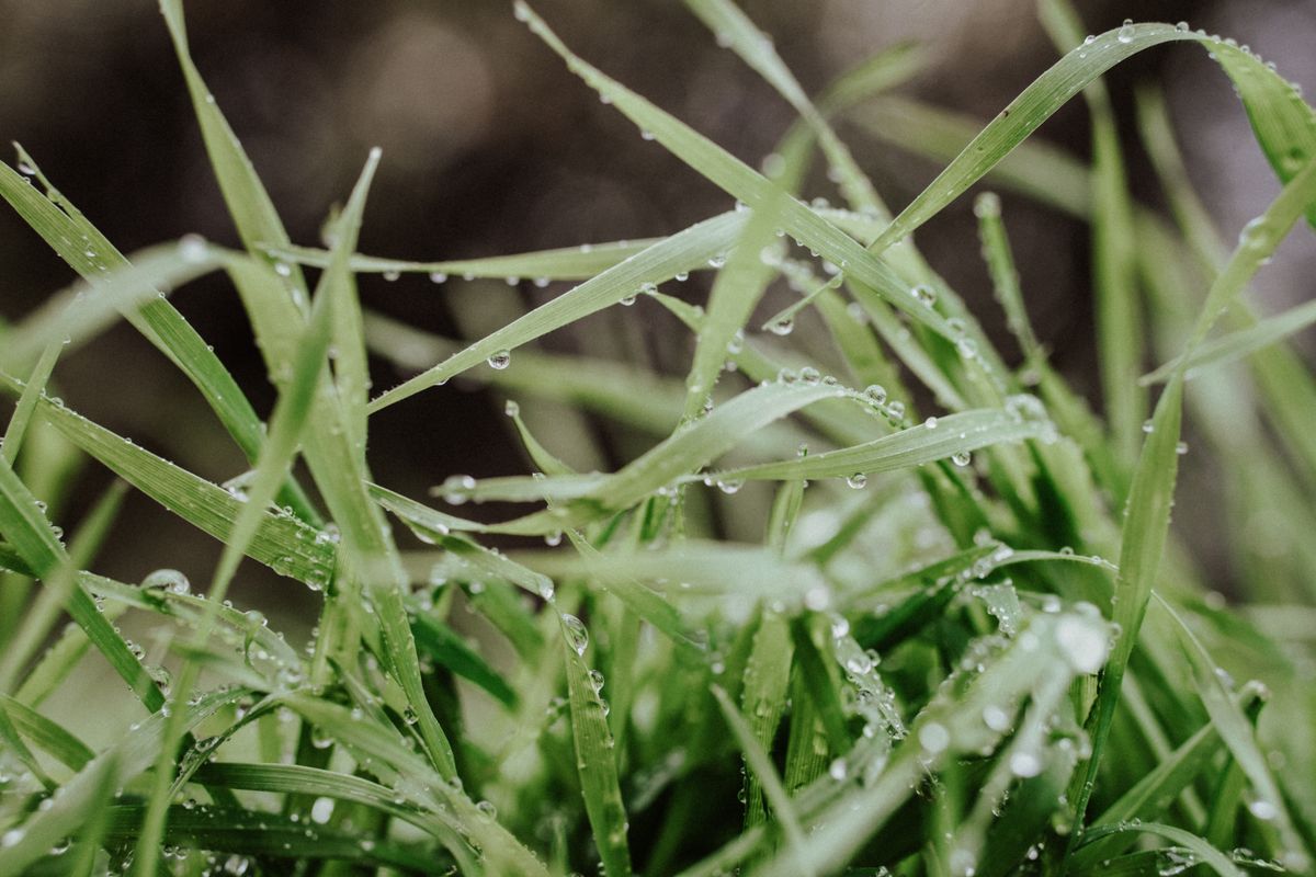 Macro shot of vibrant green grass with dewdrops, capturing the essence of nature's freshness.
