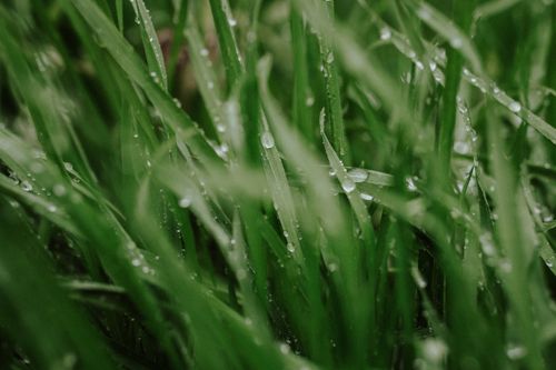 Free Detailed close-up of fresh green grass blades with dew drops glistening in natural light. Stock Photo