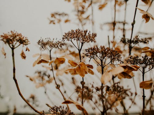 Free Brown Plant And Flowers Stock Photo