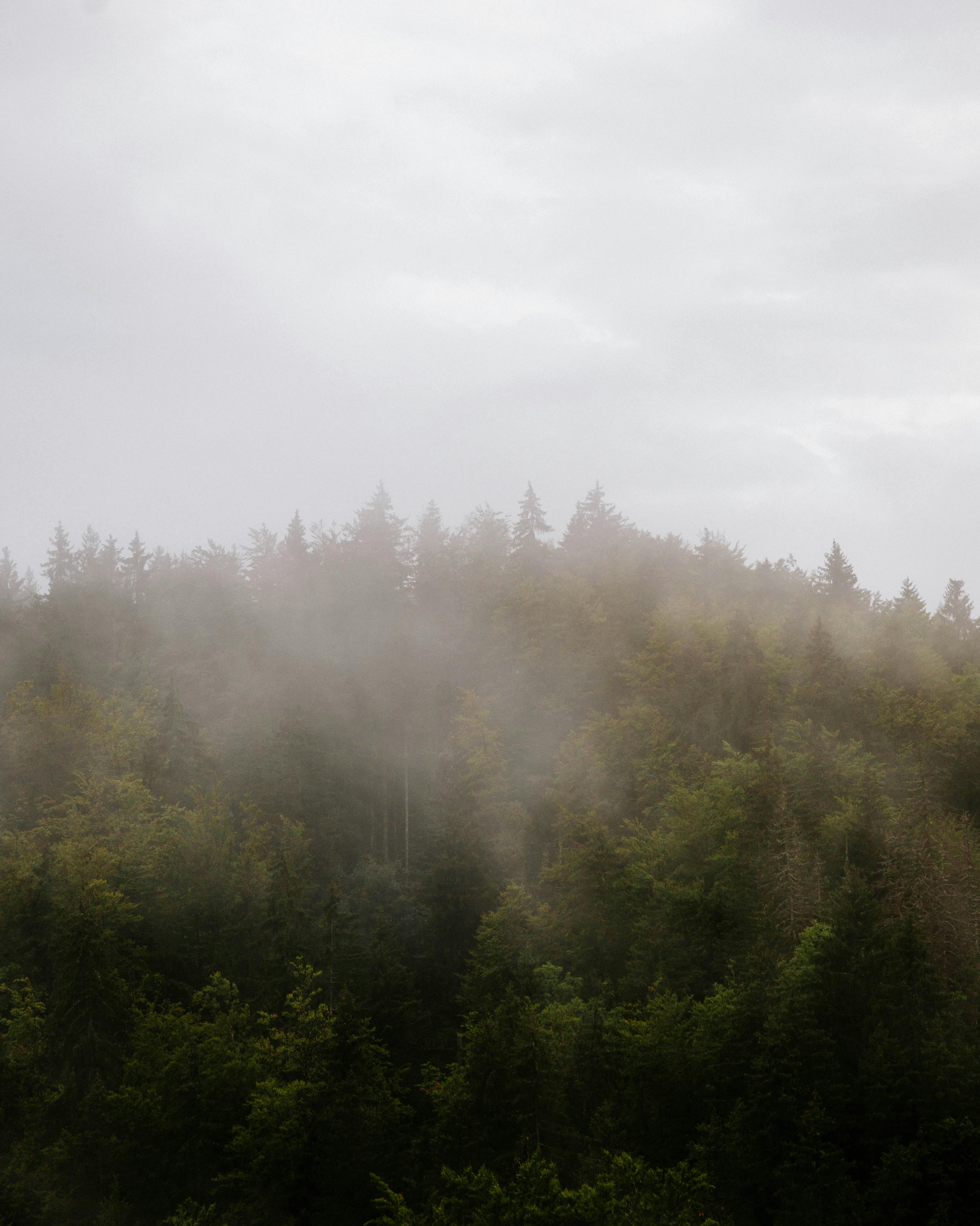 A serene view of a mist-covered forest in Prémanon, France, capturing nature's tranquility.
