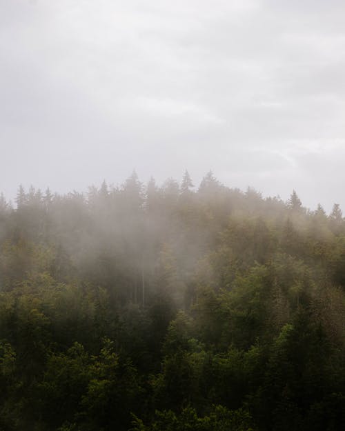 Základová fotografie zdarma na téma hluboký, les, mlha