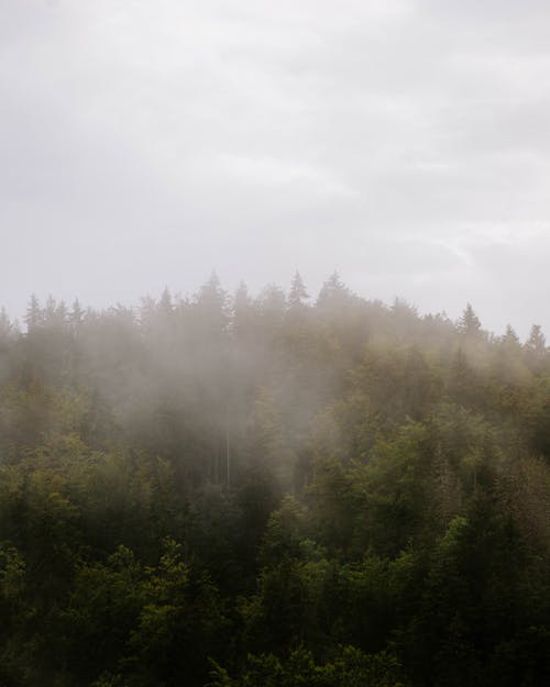 Fotos de stock gratuitas de arboles, bosque, foto con dron