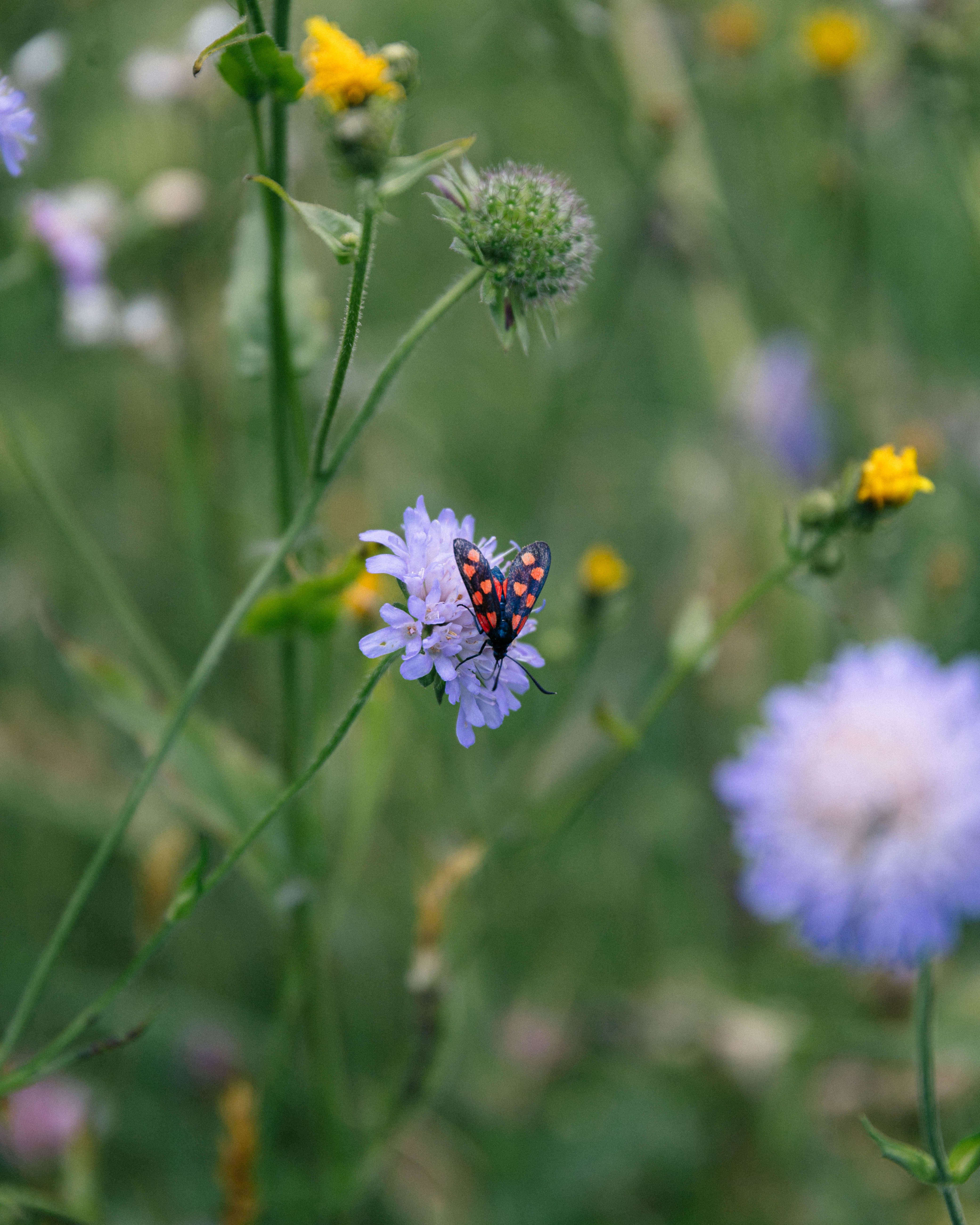Close-up of a six-spot burnet moth perched on a purple wildflower in a summer meadow.