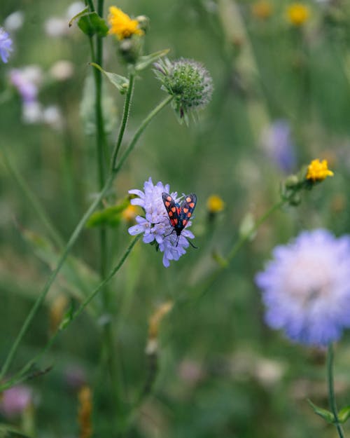 altı noktalı burnet, böcek, çiçek içeren Ücretsiz stok fotoğraf