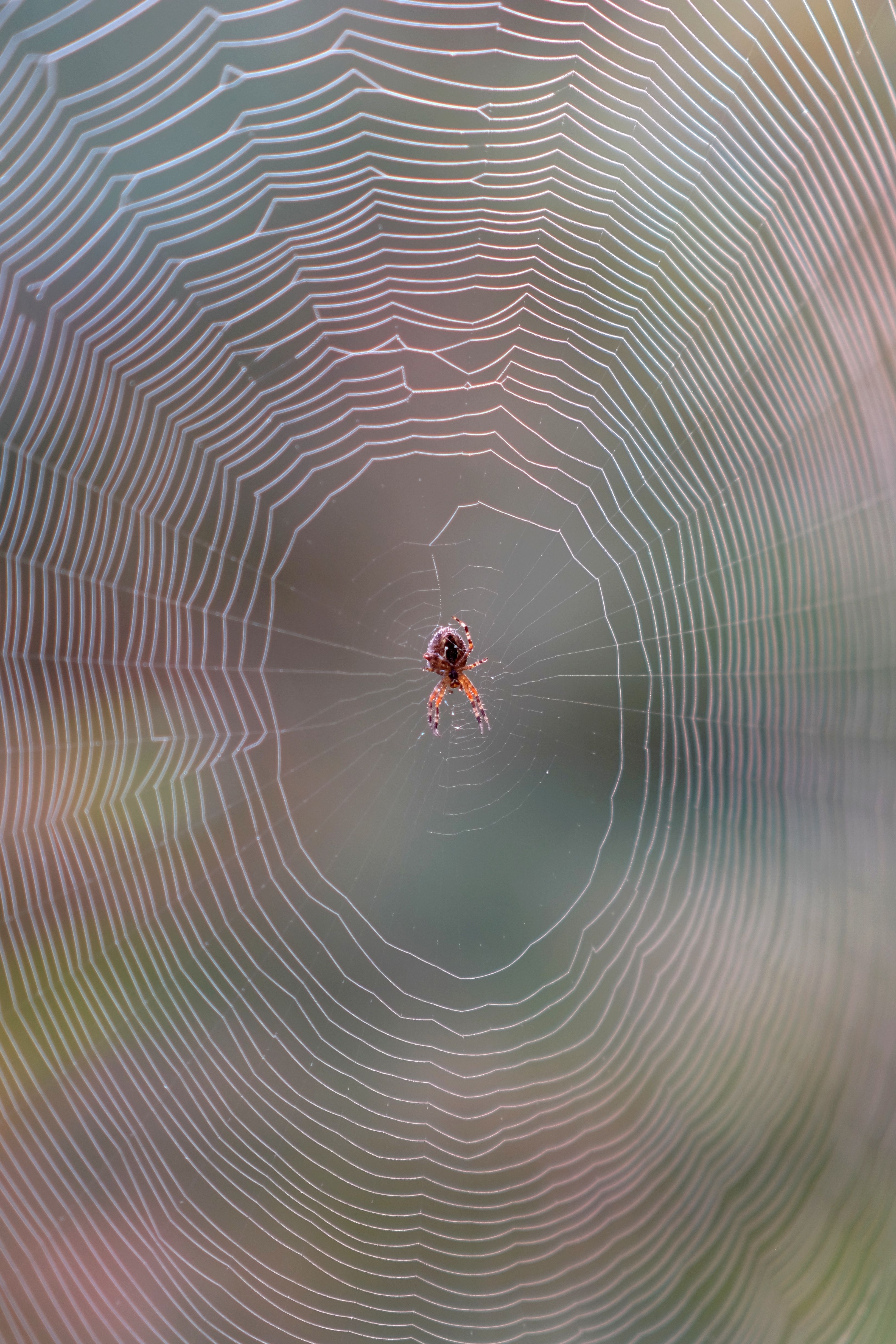 A spider is sitting in the center of a web · Free Stock Photo