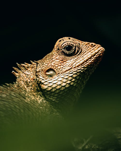 Close-up of a Chameleon 