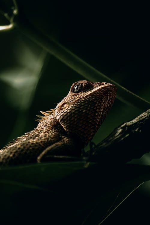 Close-up of a Chameleon Sitting on a Branch