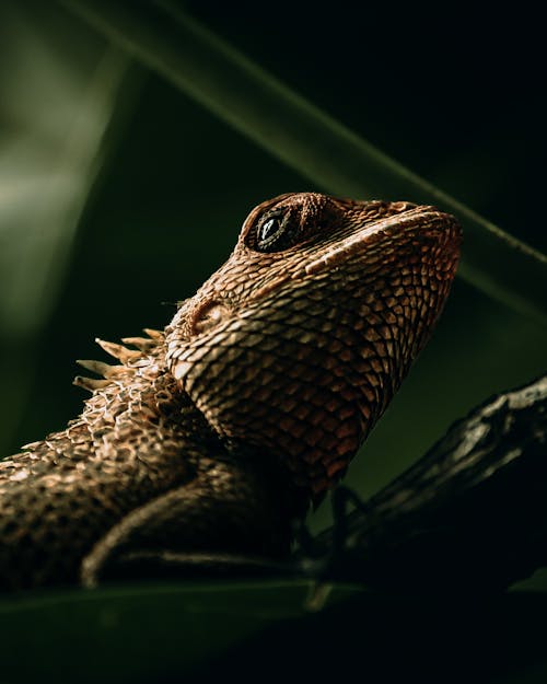 나뭇잎, 도마뱀, 동물 사진의 무료 스톡 사진