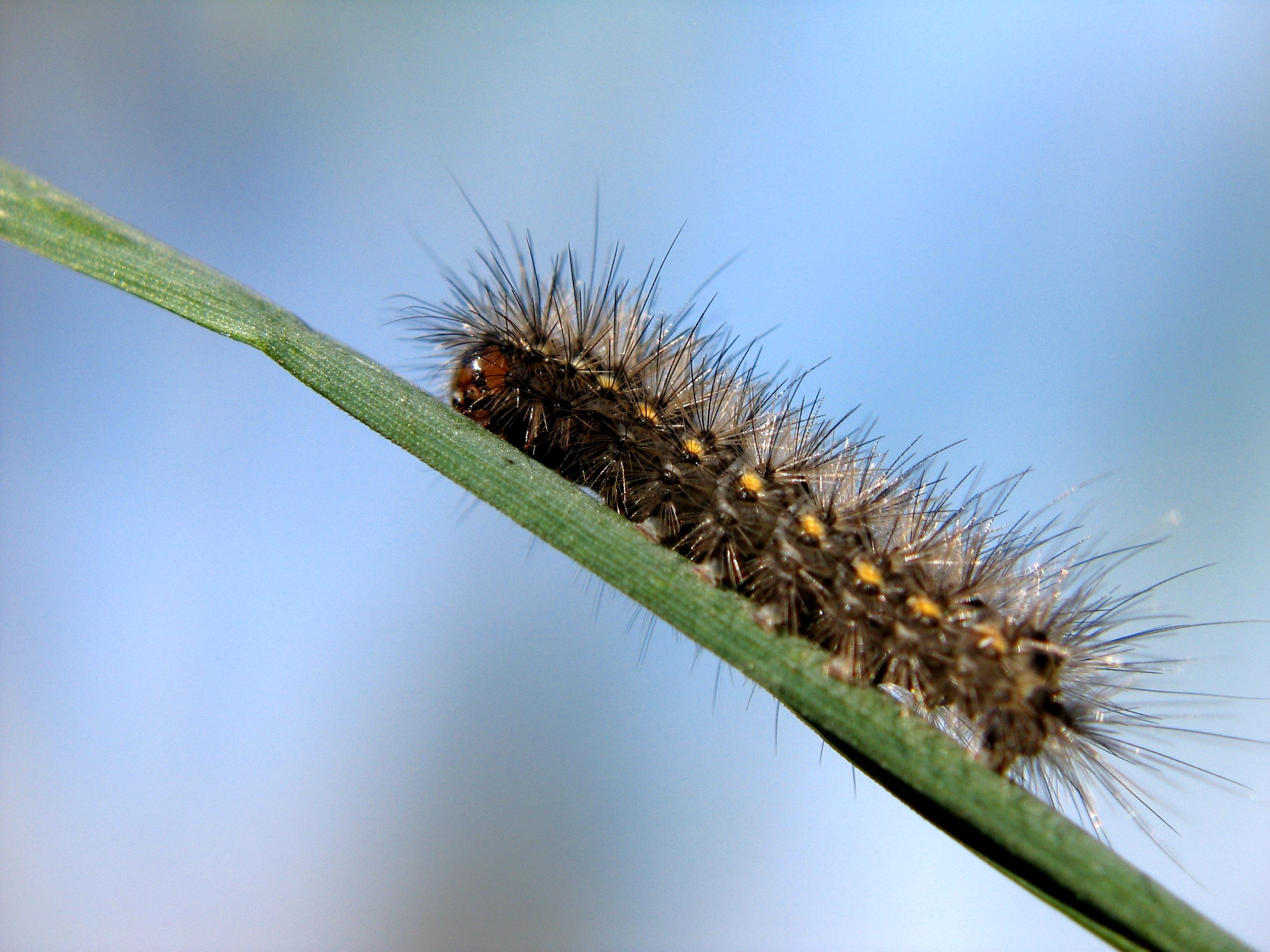 A caterpillar is sitting on top of a leaf · Free Stock Photo