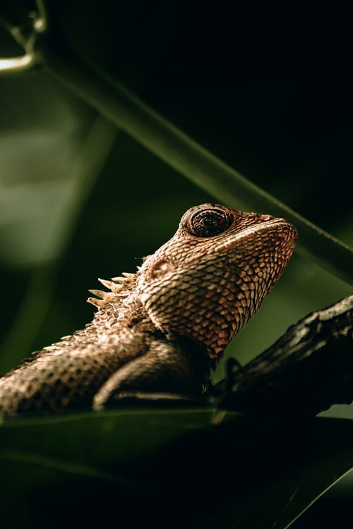 Close-up of a Chameleon Sitting on a Branch