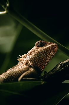 chameleon photo