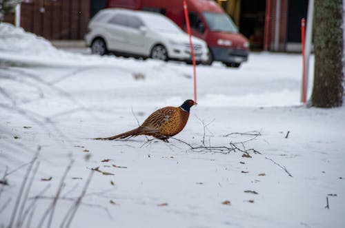 A Pheasant Walking on a Snowy Ground 