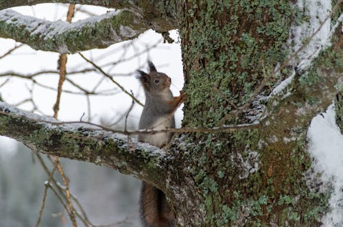 Close-up of a Squirrel on a Tree in Winter 