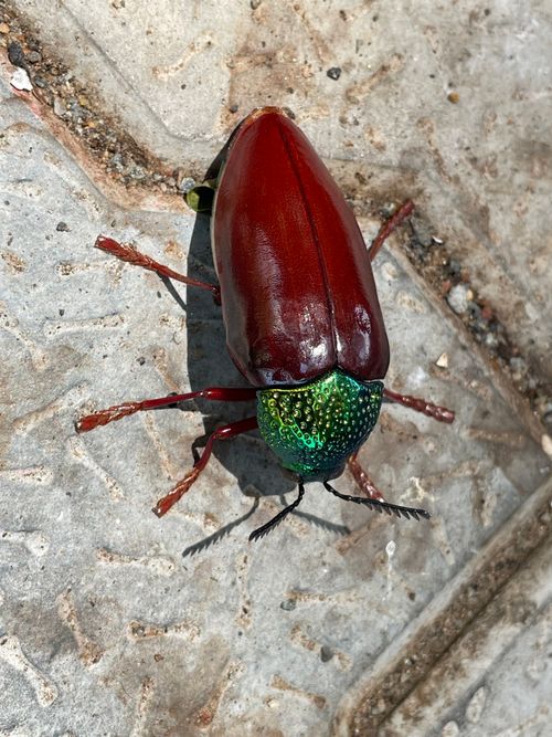 Free Golden beetle Stock Photo