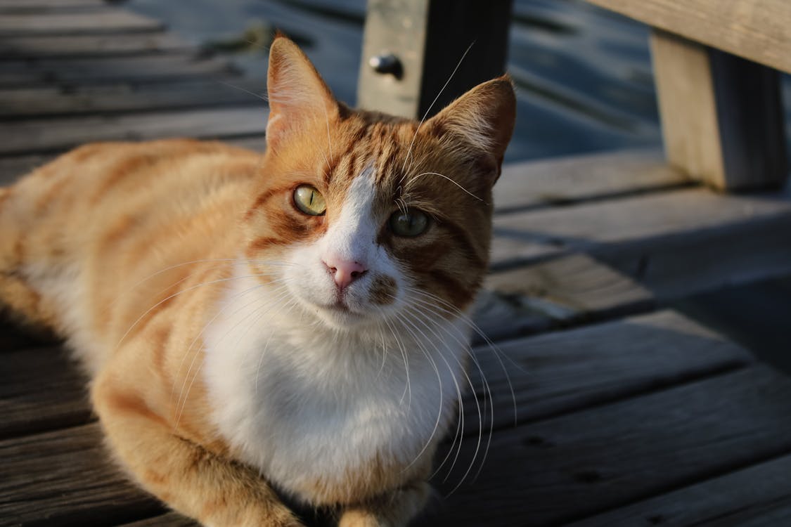 Ginger Cat Lying Down