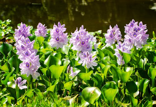 Close up of Flowers 