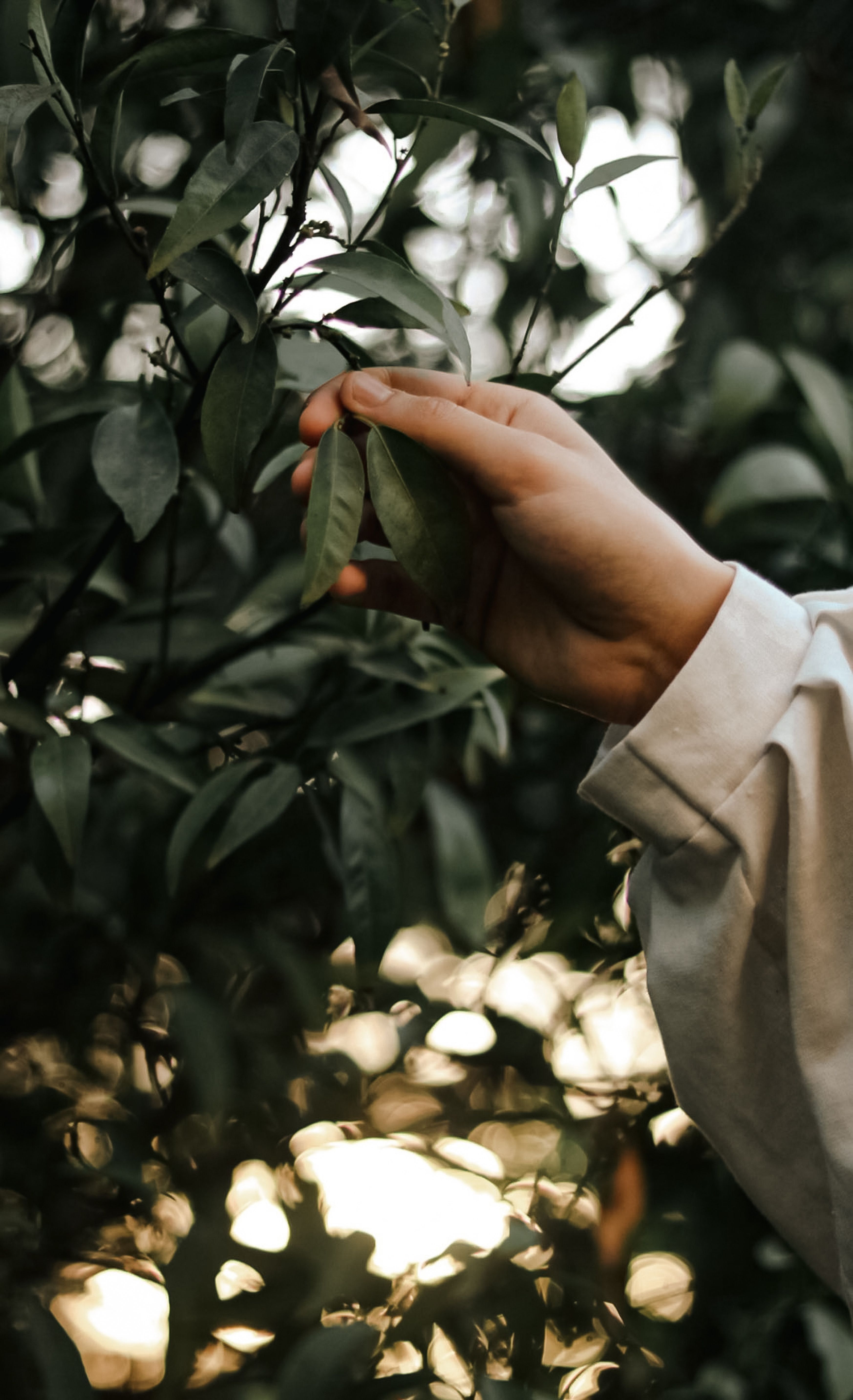 A person gently holding leaves on a tree outdoors during the day, evoking a sense of calm.