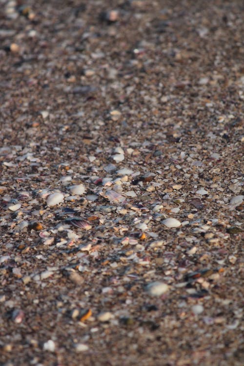 Free Close-up of Pebbles on a Beach  Stock Photo