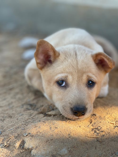 Kostnadsfri bild av djurfotografi, förtjusande, hund