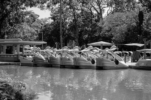 Swan-Shaped Boats in Theme Park