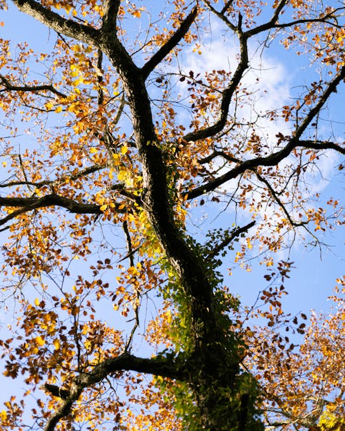 Fotos de stock gratuitas de árbol de otoño, arboles, cielo azul