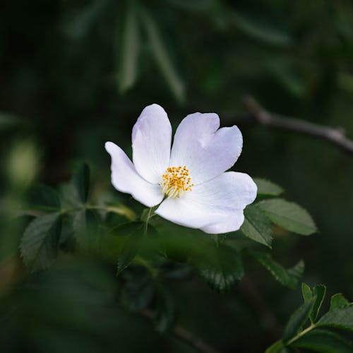 Beyaz çiçek, büyüme, cherokee rose içeren Ücretsiz stok fotoğraf
