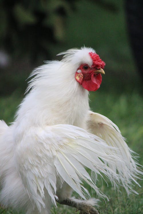 Foto stok gratis ayam bujang, bangsa, bangsa burung