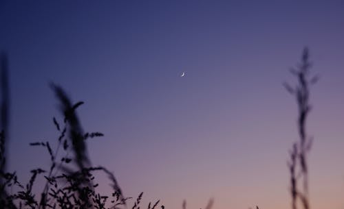 Foto d'estoc gratuïta de capvespre, cel morat, lluna creixent