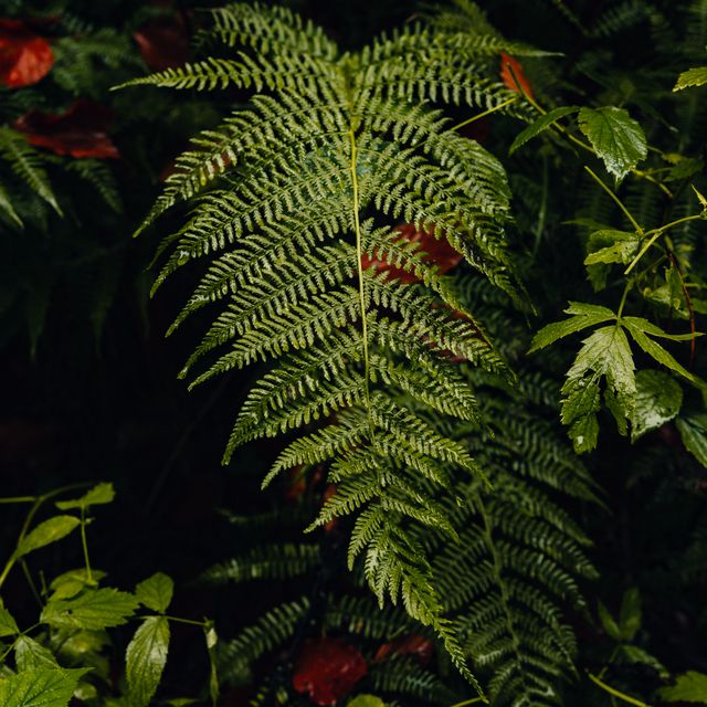 Fern fronds in deep forest shade — photo by Martin Wischeropp on Pexels