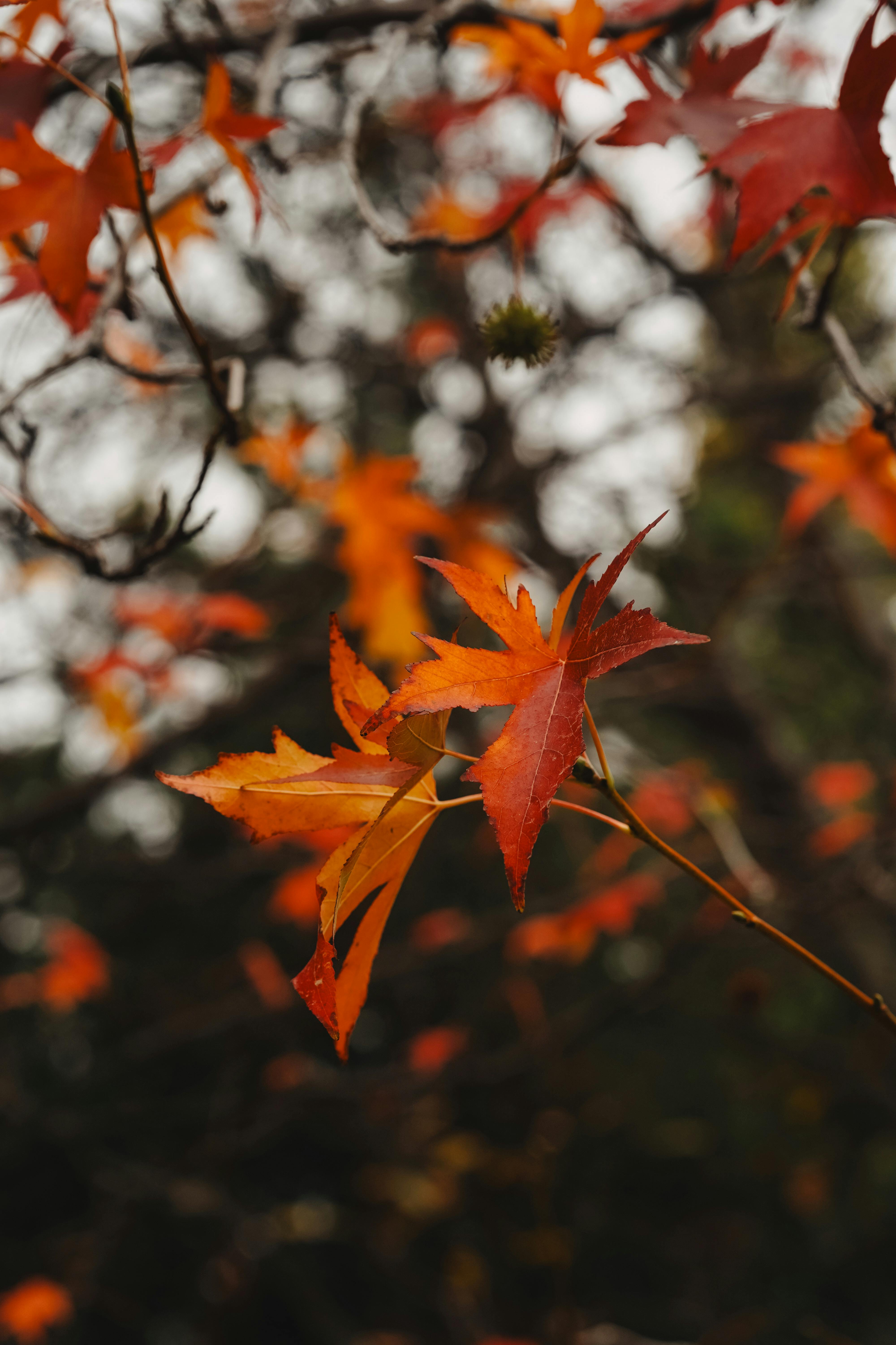 Close-up of vibrant autumn leaves in Ankara, Türkiye showcasing fall foliage and seasonal colors.