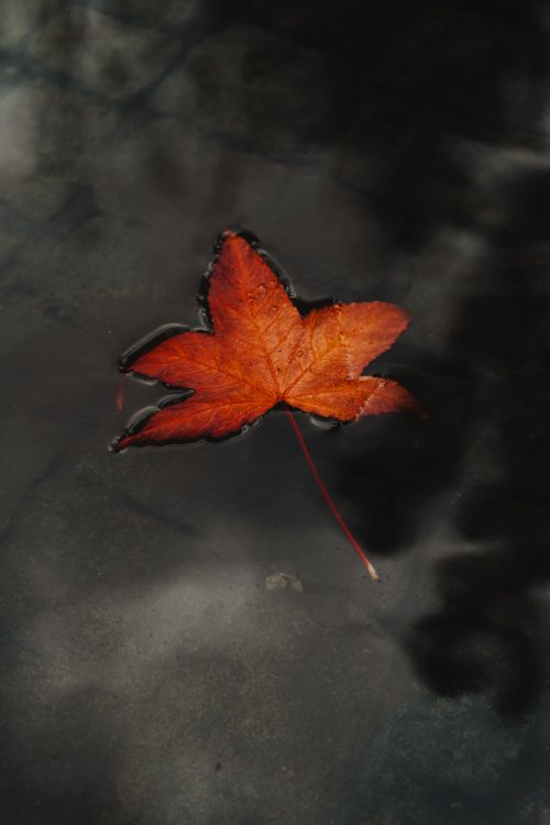 Free A lone autumn leaf gracefully floats in a puddle, capturing the essence of fall. Stock Photo