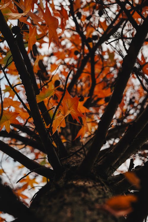ağaç, ahşap, akçaağaç içeren Ücretsiz stok fotoğraf