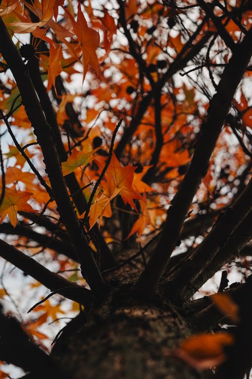 Free A low-angle view of vibrant autumn leaves on a maple tree in Ankara, Türkiye. Stock Photo